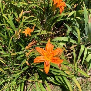 Meet your Posher, Dedric